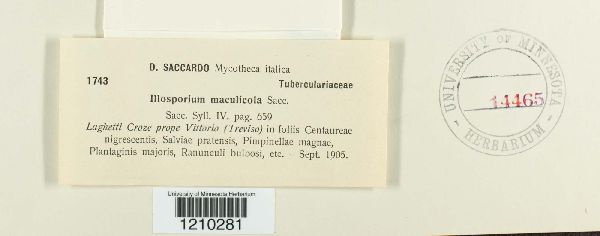 Illosporium maculicola image
