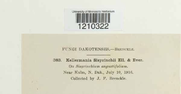 Kellermania sisyrinchii image