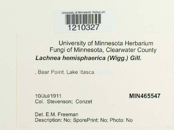 Lachnea image
