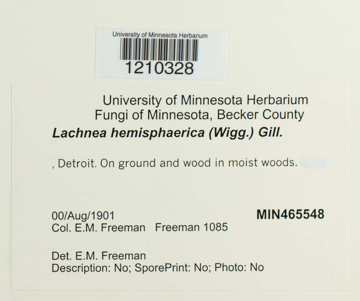 Lachnea hemisphaerica image