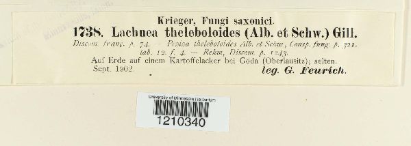 Cheilymenia theleboloides image