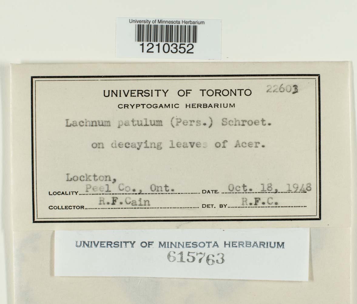 Mitrophora patula image