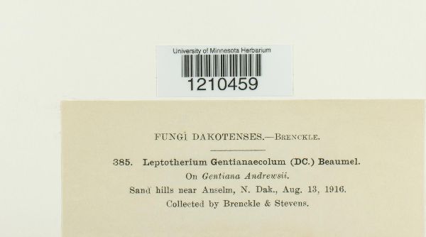 Leptothyrium gentianaecola image