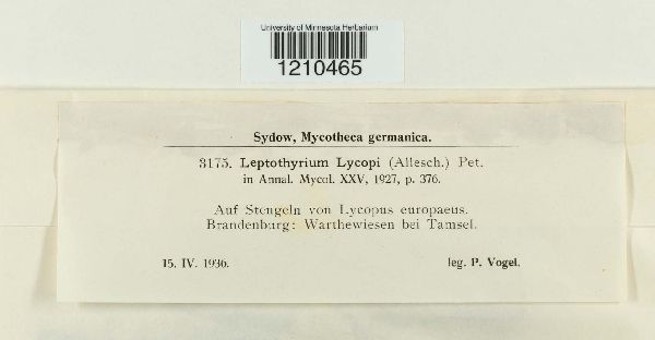 Leptothyrium lycopi image