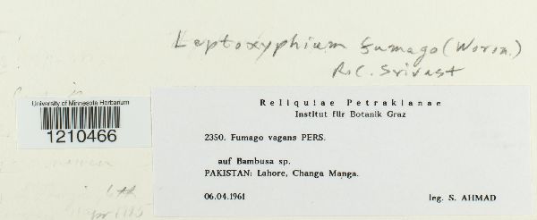 Leptothyrium image