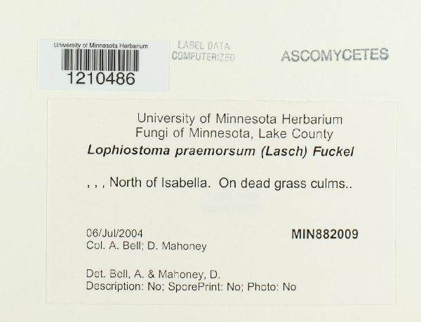 Lophiostoma praemorsum image