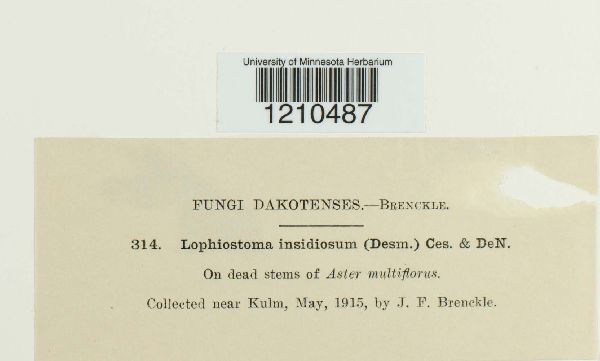 Lophiostoma caulium image