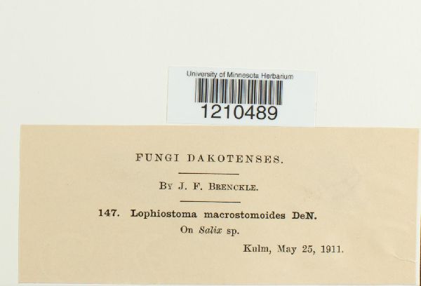Lophiostoma macrostomoides image