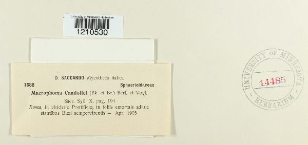 Dothiorella candollei image
