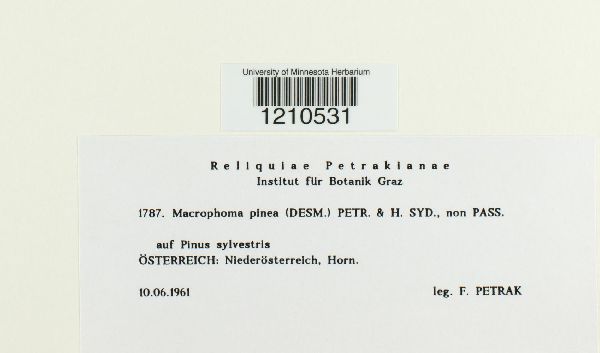 Macrophoma pinea image