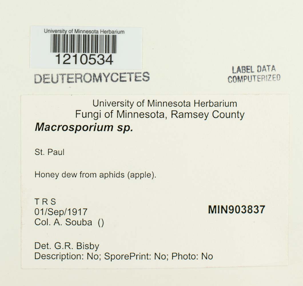 Macrosporium image