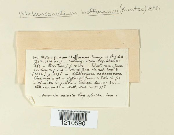 Asterosporium hoffmannii image
