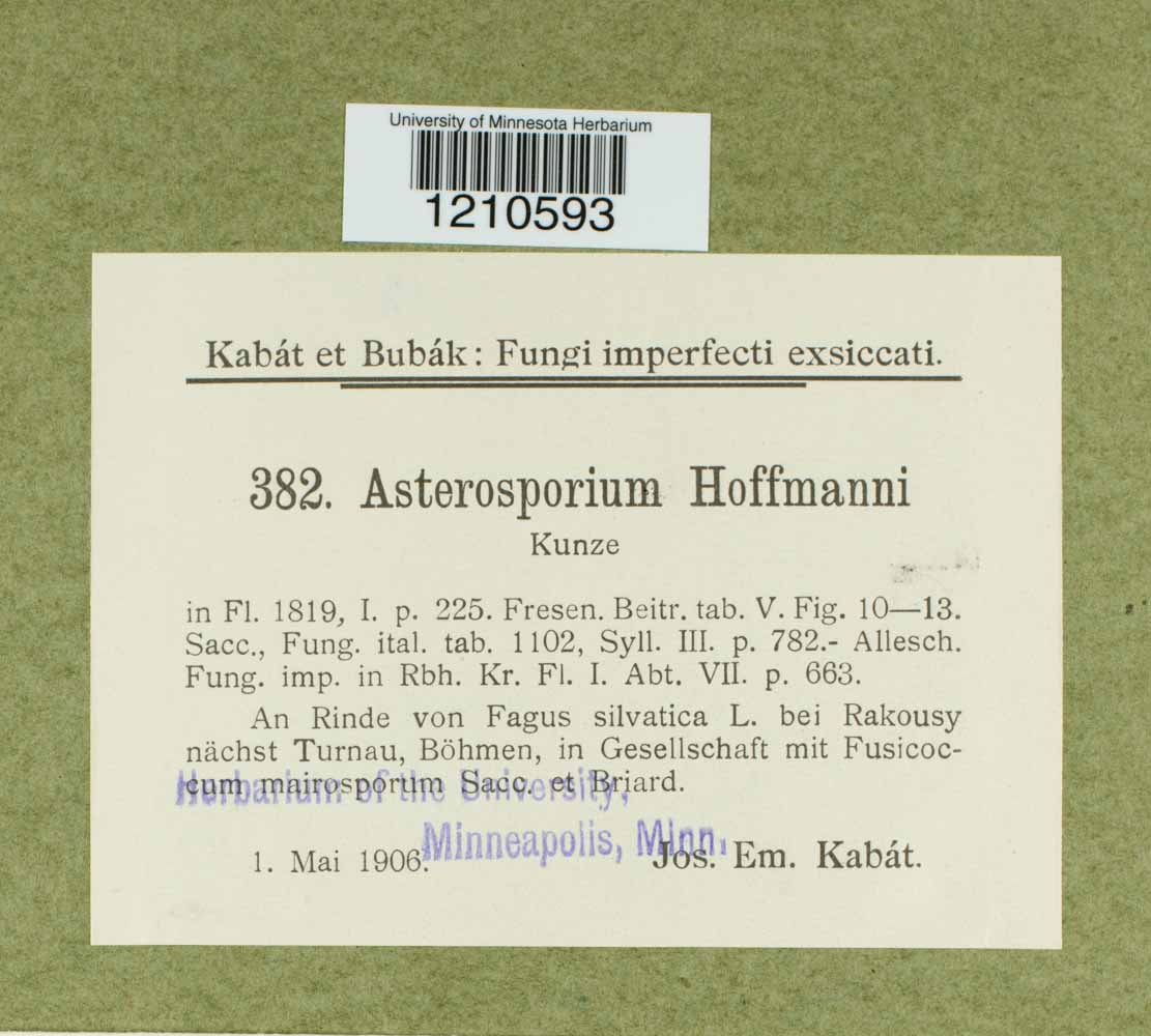 Asterosporium hoffmannii image