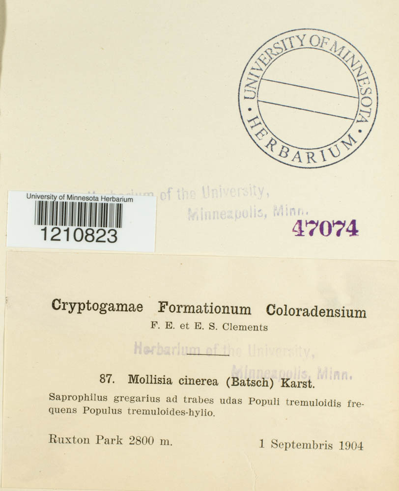 Mollisia image