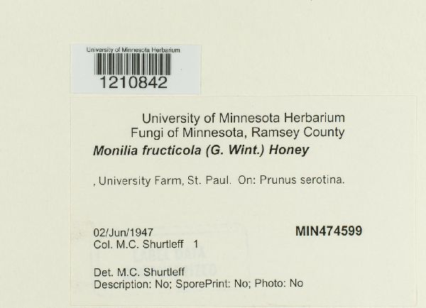 Monilinia fructicola image