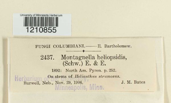 Montagnella heliopsidis image