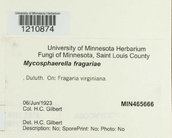 Mycosphaerella image