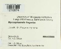 Mycosphaerella fragariae image