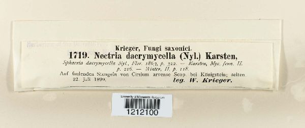 Nectriella dacrymycella image