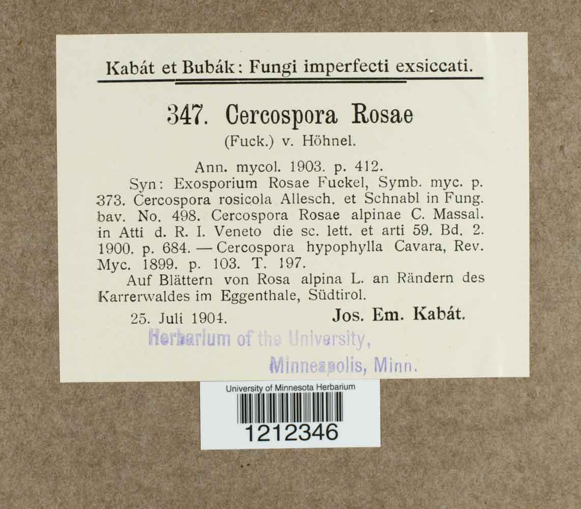 Passalora rosae image