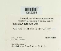 Penicillium glaucum image