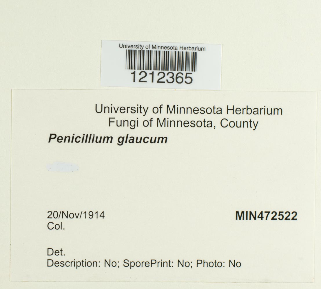 Penicillium image