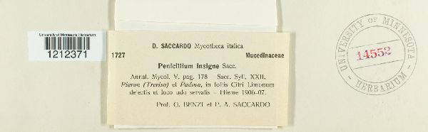 Penicillium insigne image