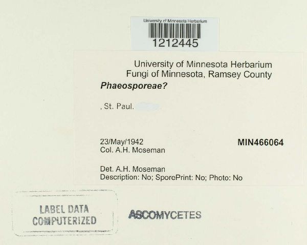 Phaeospora image
