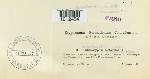 Phleboscyphus acetabulum image