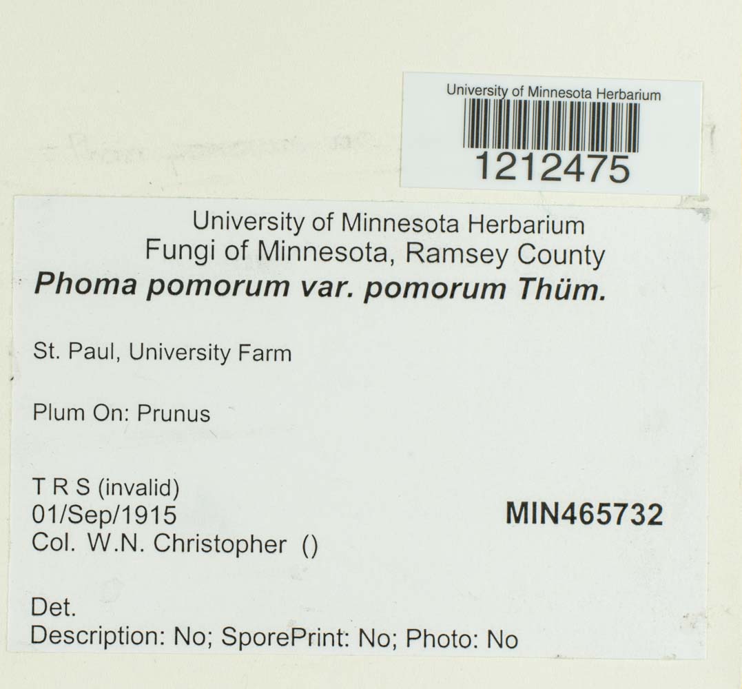 Phoma pomorum image
