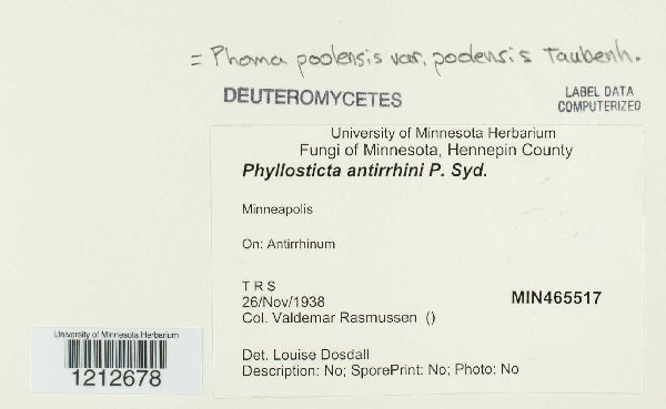 Phyllosticta antirrhini image