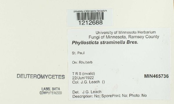 Phyllosticta straminella image