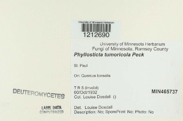 Phyllosticta tumoricola image