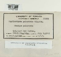 Phyllosticta palustris image
