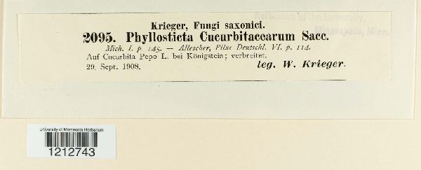 Phyllosticta cucurbitacearum image
