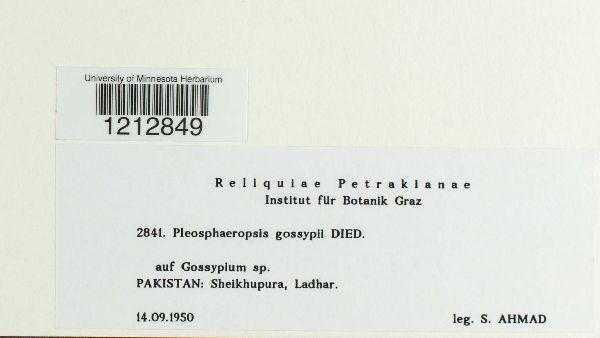Pleosphaeropsis gossypii image