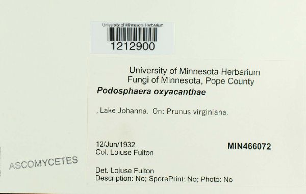 Podosphaera oxyacanthae image