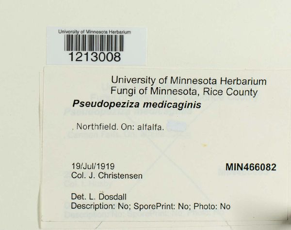 Pseudopeziza medicaginis image