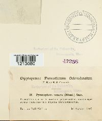 Pyrenophora comata image