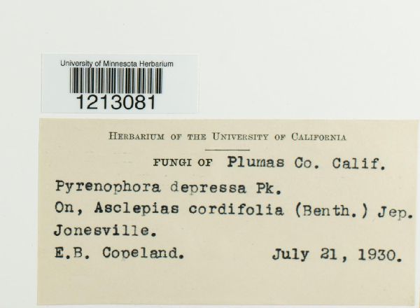 Pyrenophora depressa image
