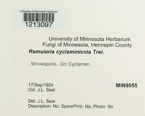 Ramularia cyclaminicola image