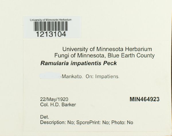 Ramularia impatientis image