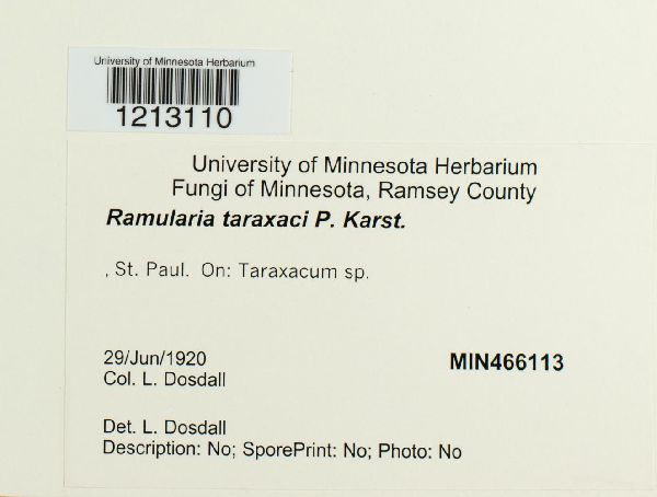 Ramularia taraxaci image