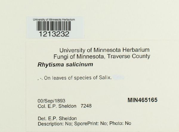 Rhytismataceae image