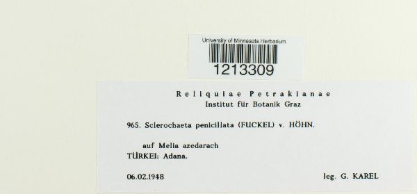 Sclerochaeta penicillata image