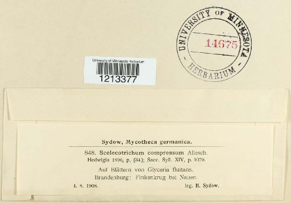 Scolicotrichum compressum image