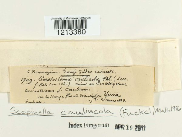 Scopinella caulincola image