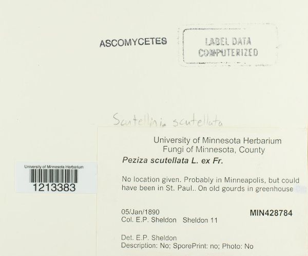 Scutellinia scutellata image