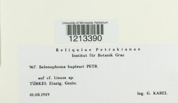 Selenophoma bupleuri image