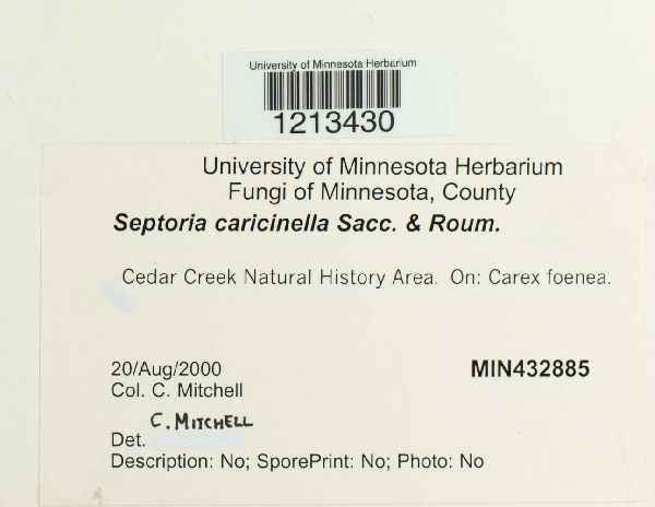 Septoria caricinella image